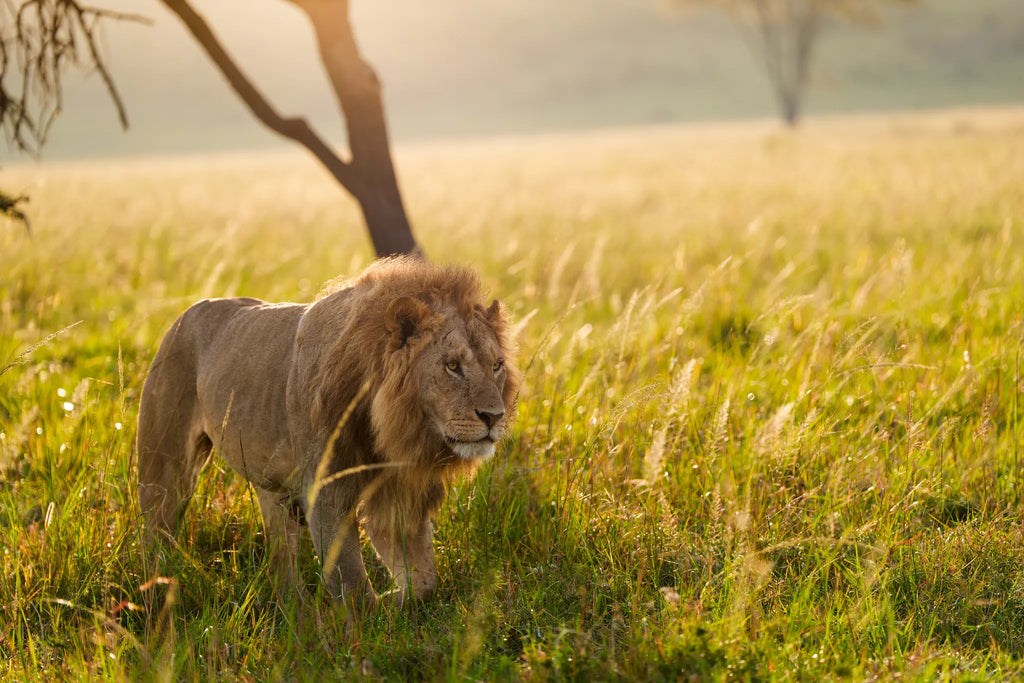 Lion of Lamai at Serian's Kidimbwi - Lamai Wedge, Northern Serengeti, Tanzania.
