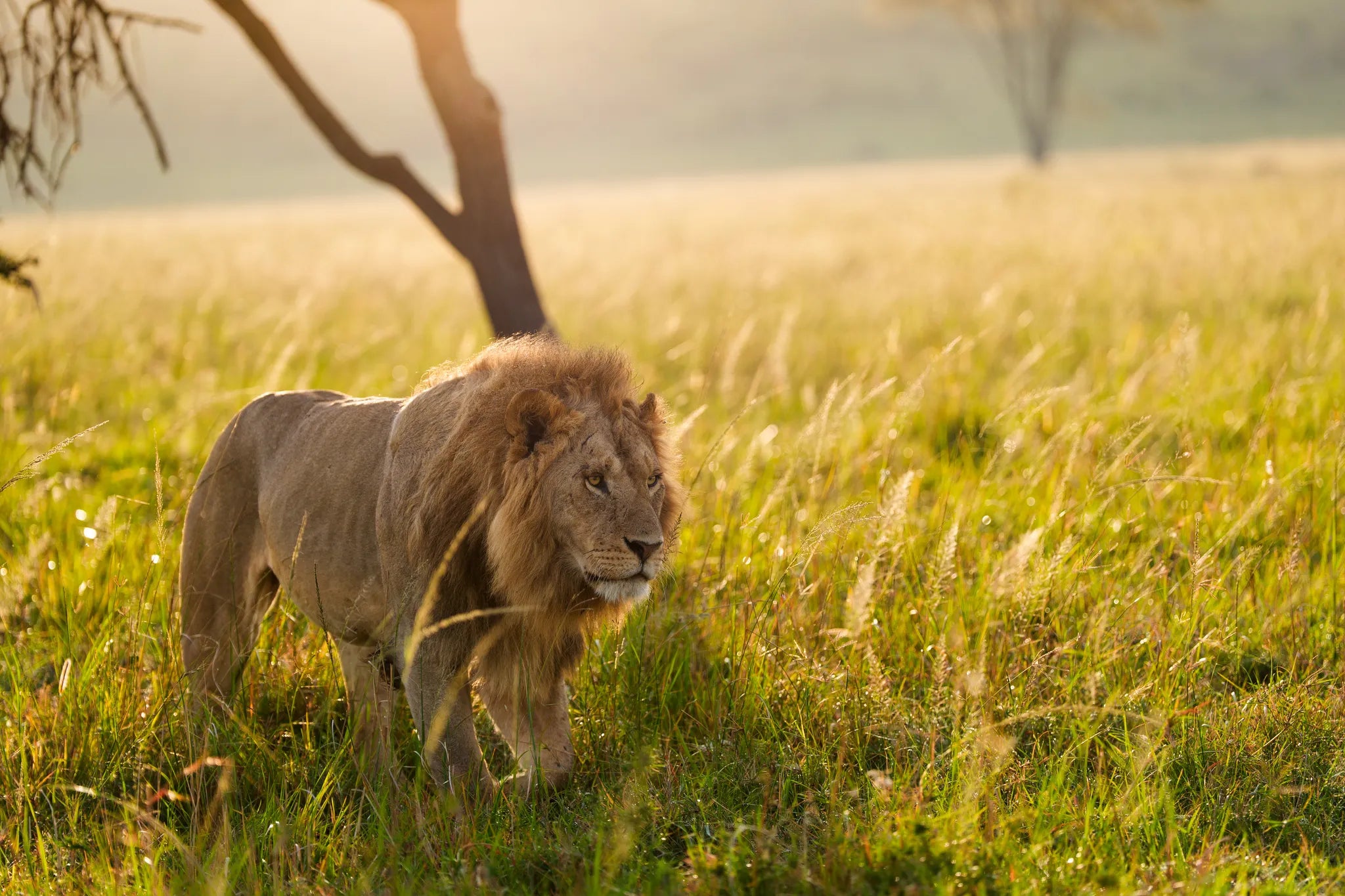 Lion of Lamai at Serian's Kidimbwi - Lamai Wedge, Northern Serengeti, Tanzania.