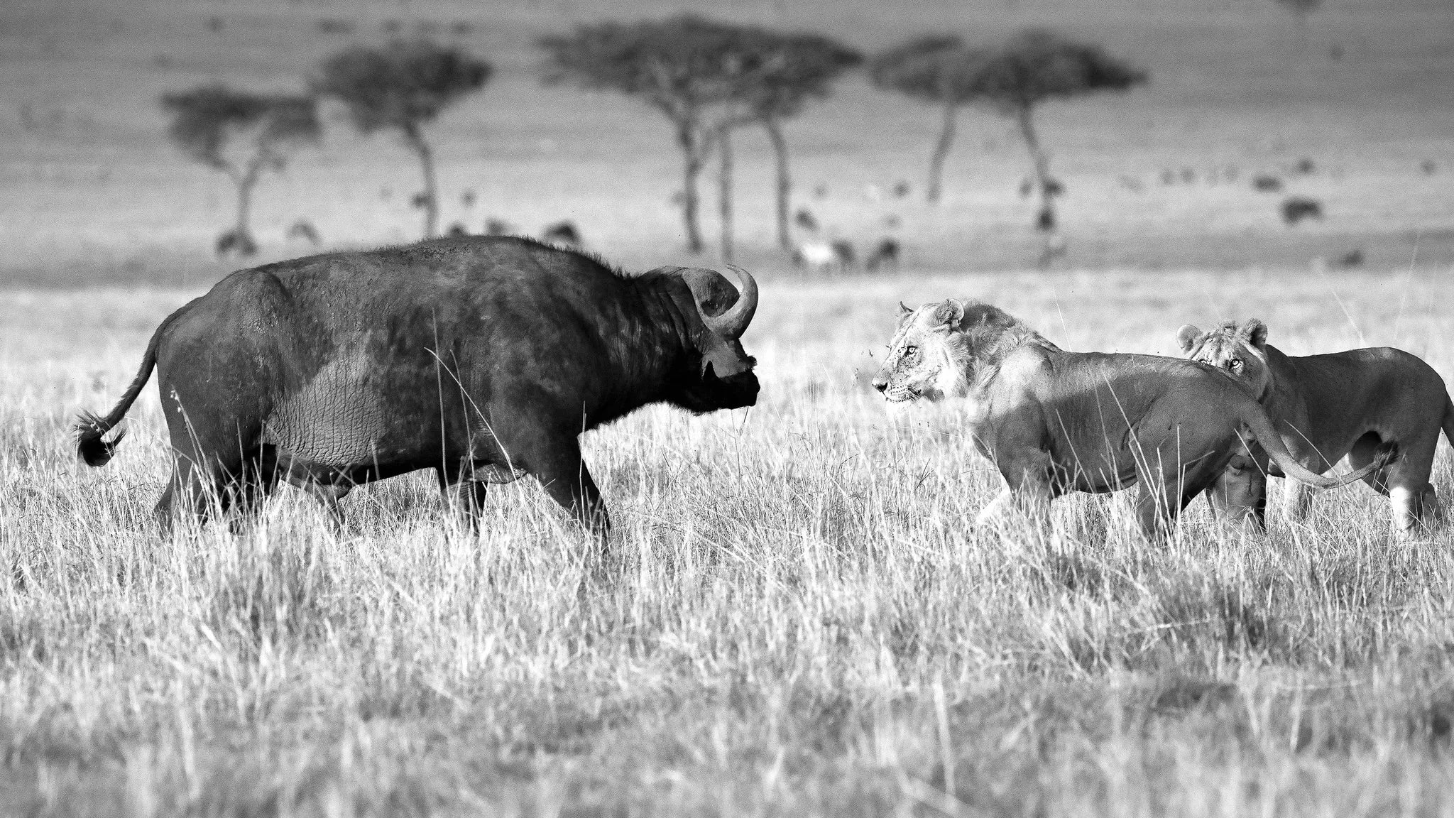 Buffalo soldiers at Serian's Serengeti Lamai, Northern Serengeti, Tanzania.