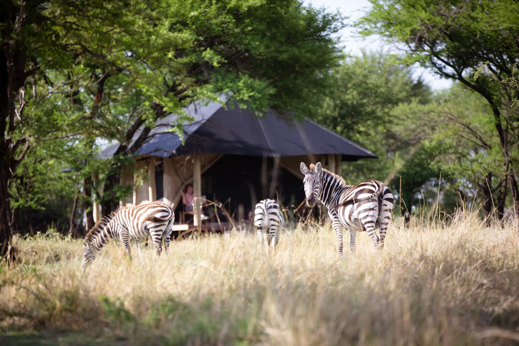 Lamai Client Tent w Zebra at Serian's Serengeti Lamai, Northern Serengeti, Tanzania.