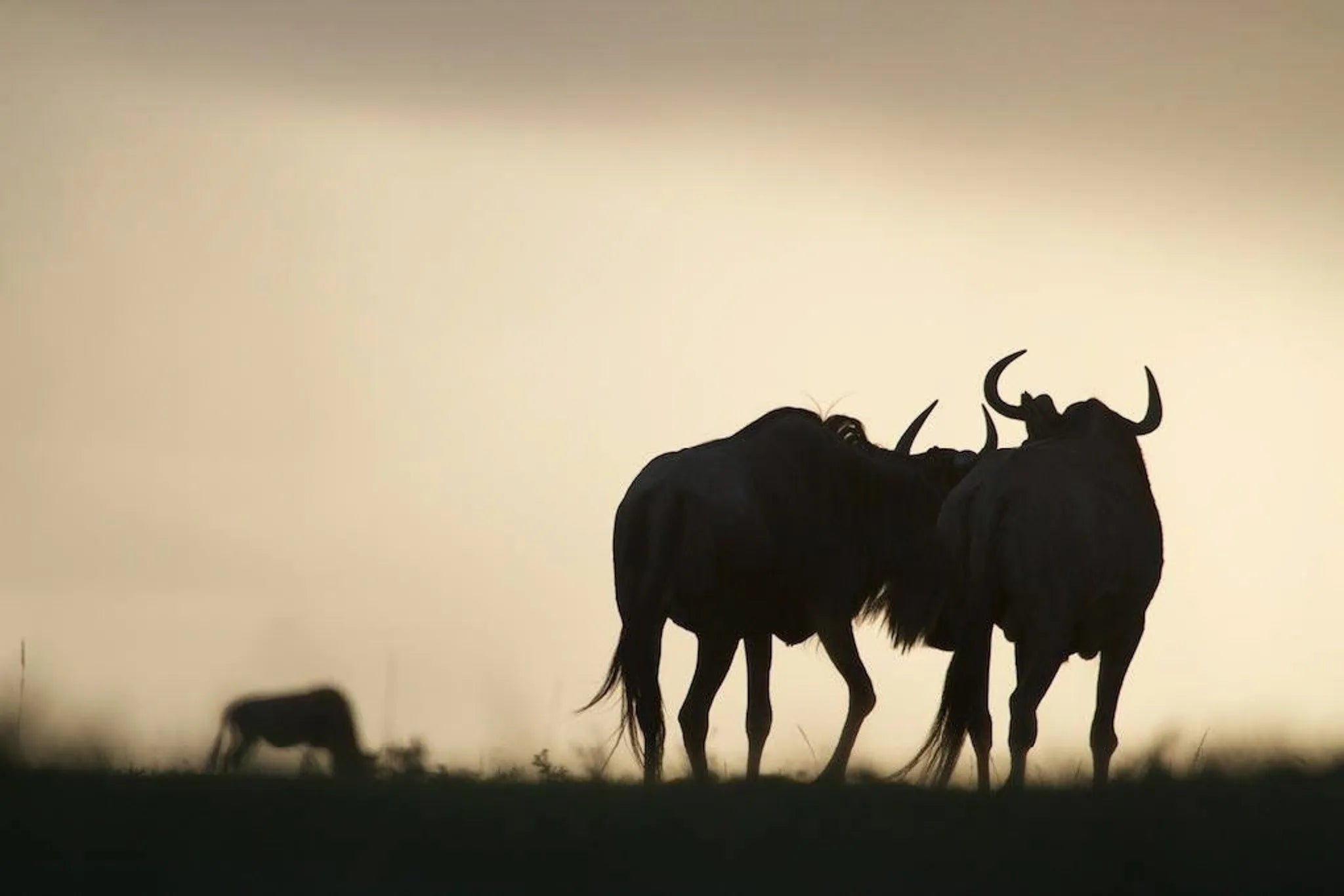 Lamai - Wildebeest at Serian's Serengeti Lamai, Northern Serengeti, Tanzania.