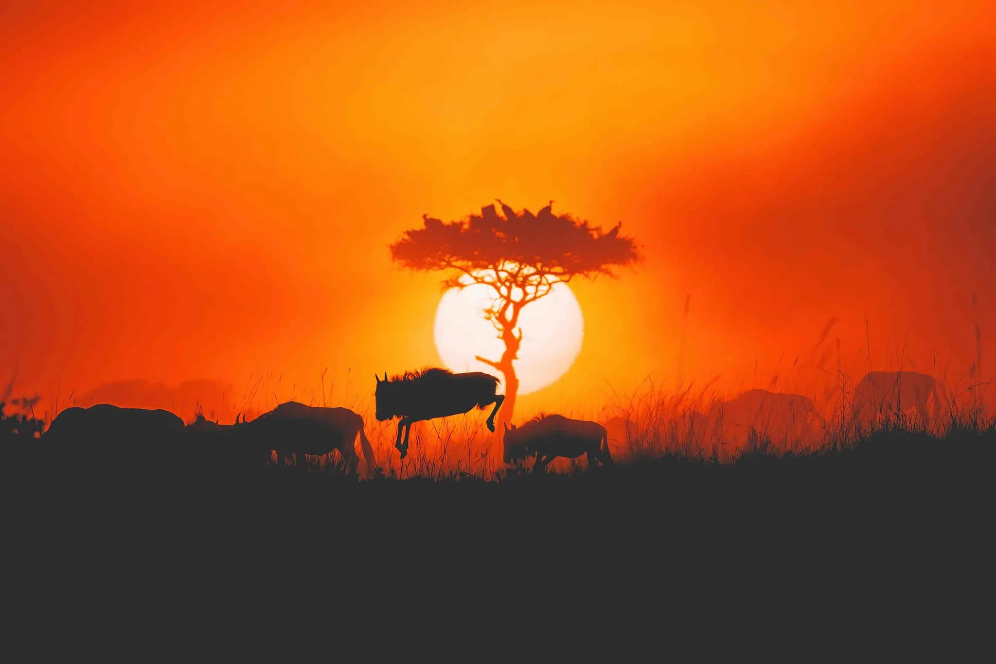 Lamai Wildlife - Wildebeest at Serian's Serengeti Lamai, Northern Serengeti, Tanzania.