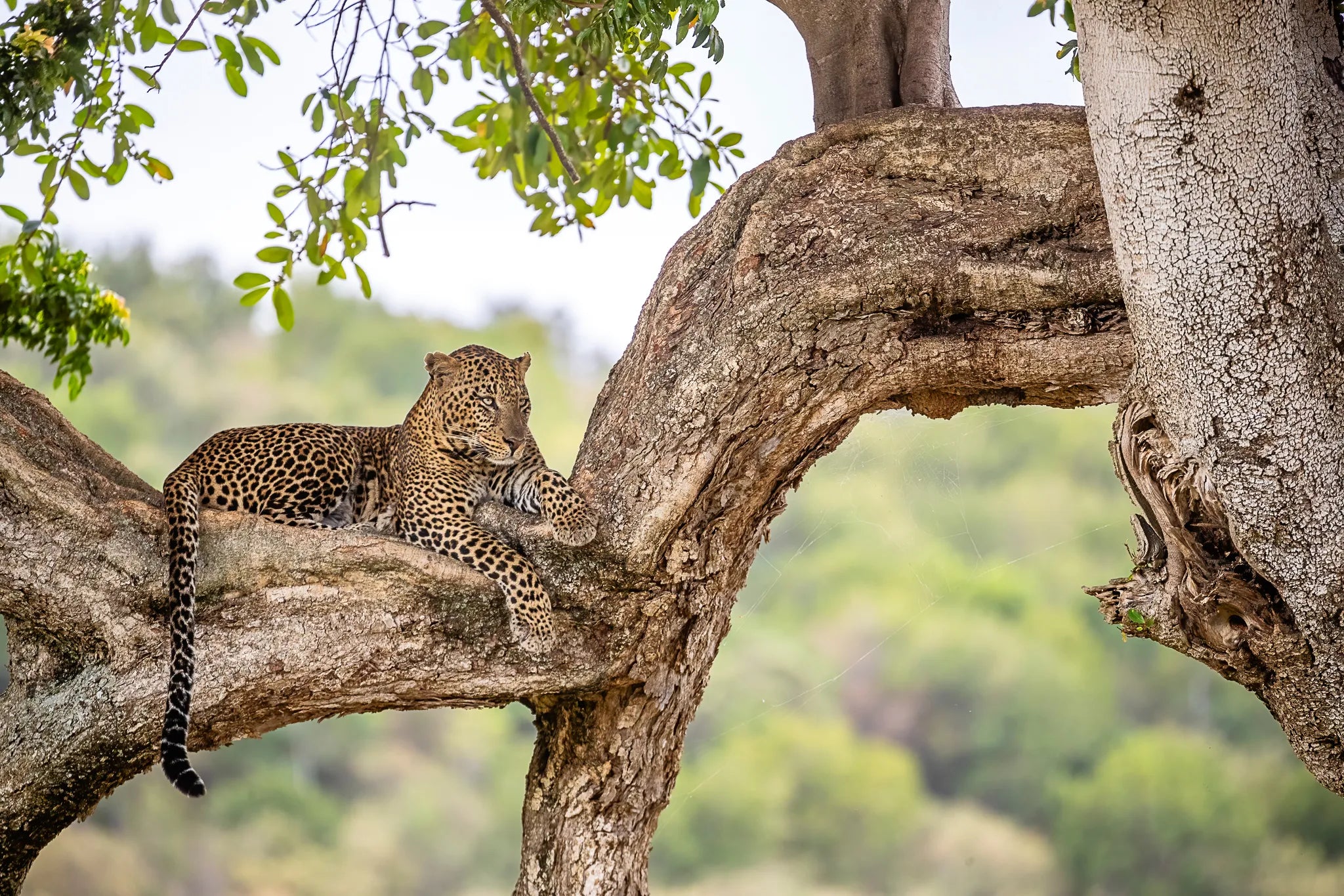 Leopard of Lamai at Serian's Serengeti Lamai, Northern Serengeti, Tanzania.
