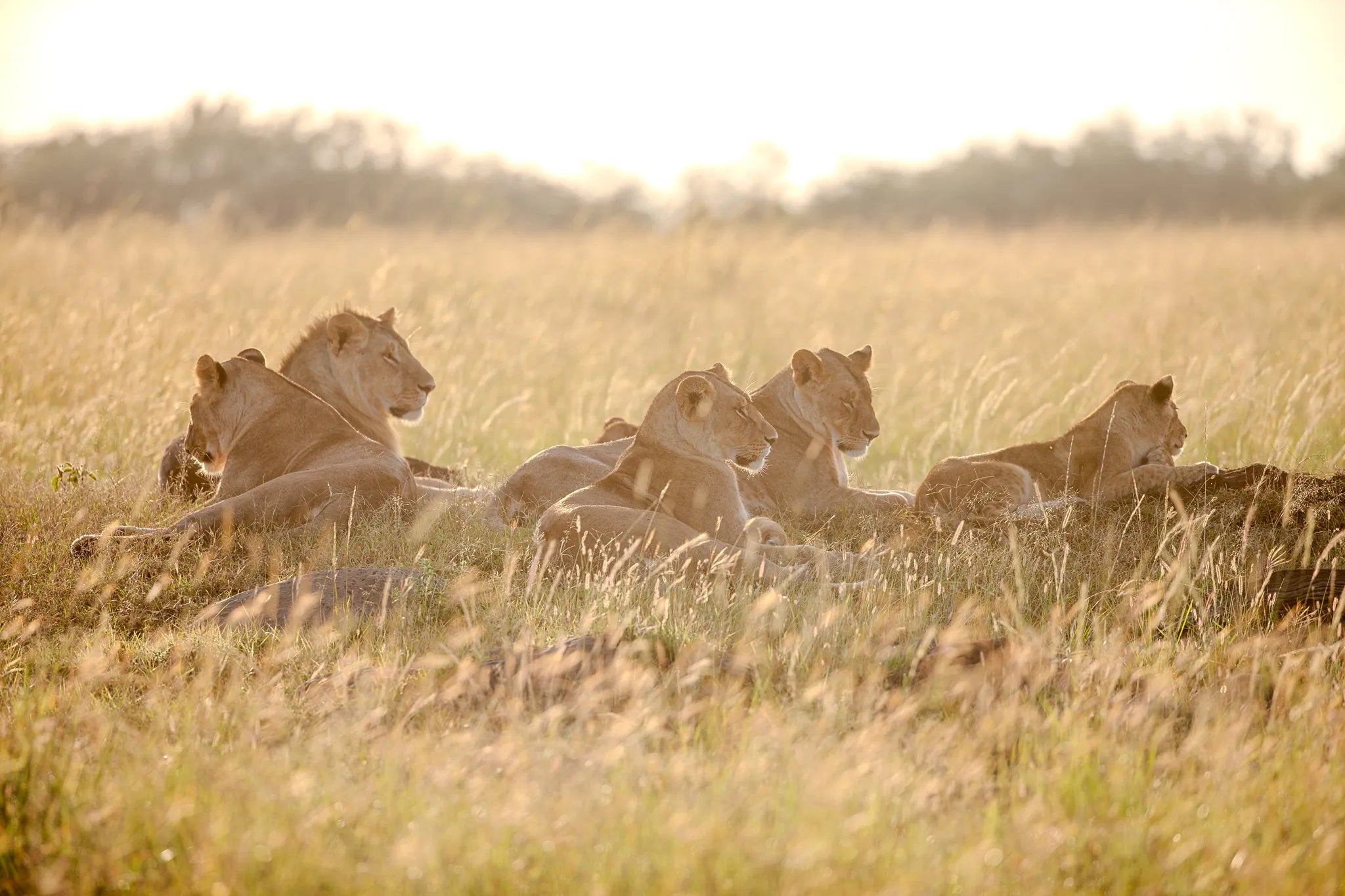 Lions of Lamai at Serian's Serengeti Lamai, Northern Serengeti, Tanzania.