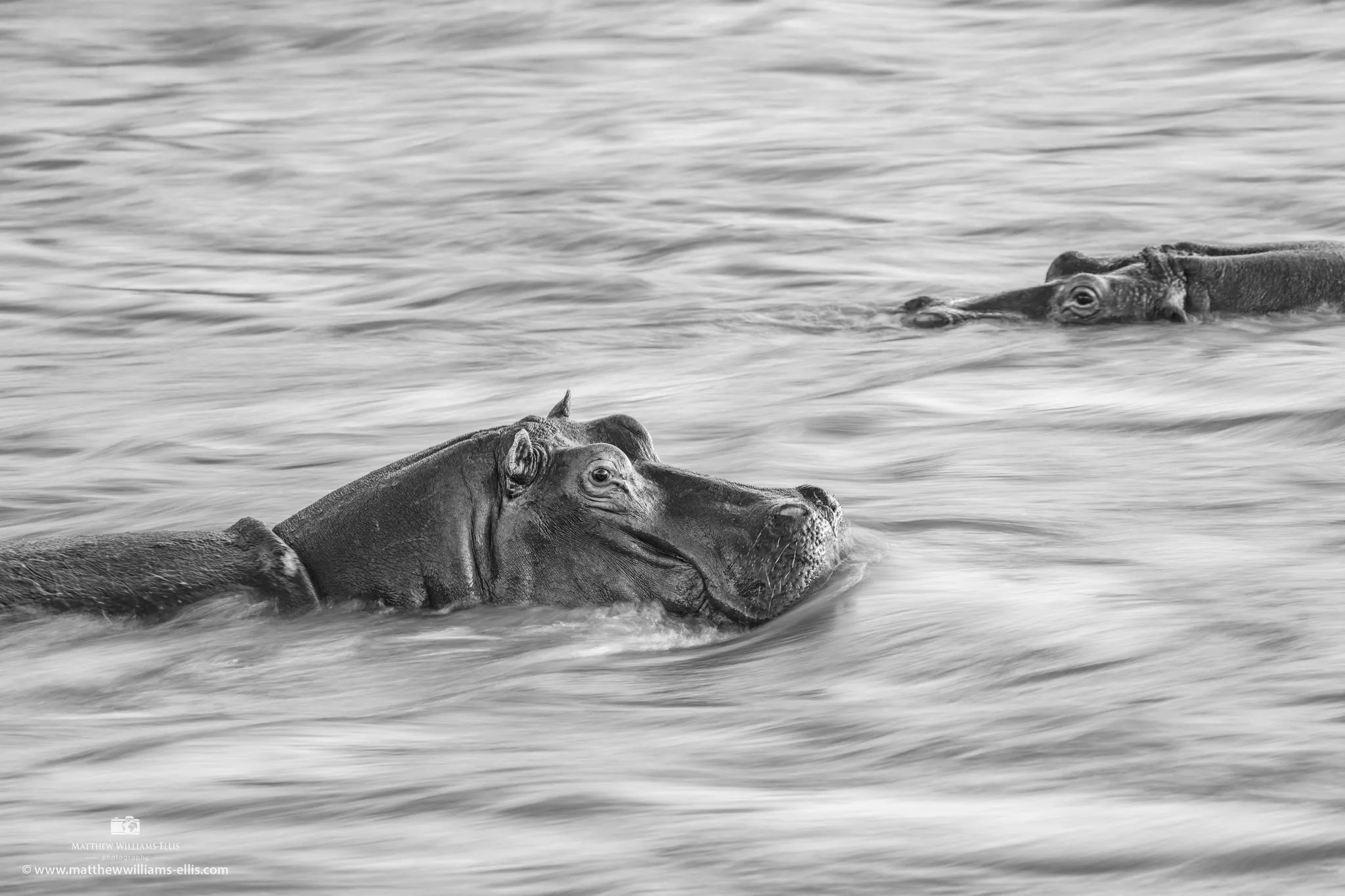 River Horses of the Mara. at Serian's Serengeti Lamai, Northern Serengeti, Tanzania.