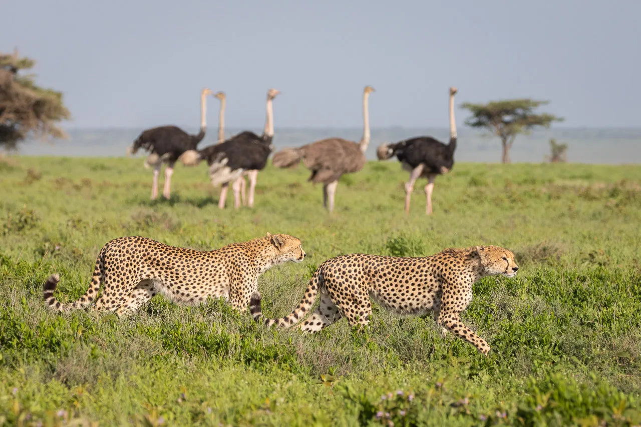 Cheetah on the hunt at Serian's Serengeti Mobile Kusini, Southern Serengeti, Tanzania.