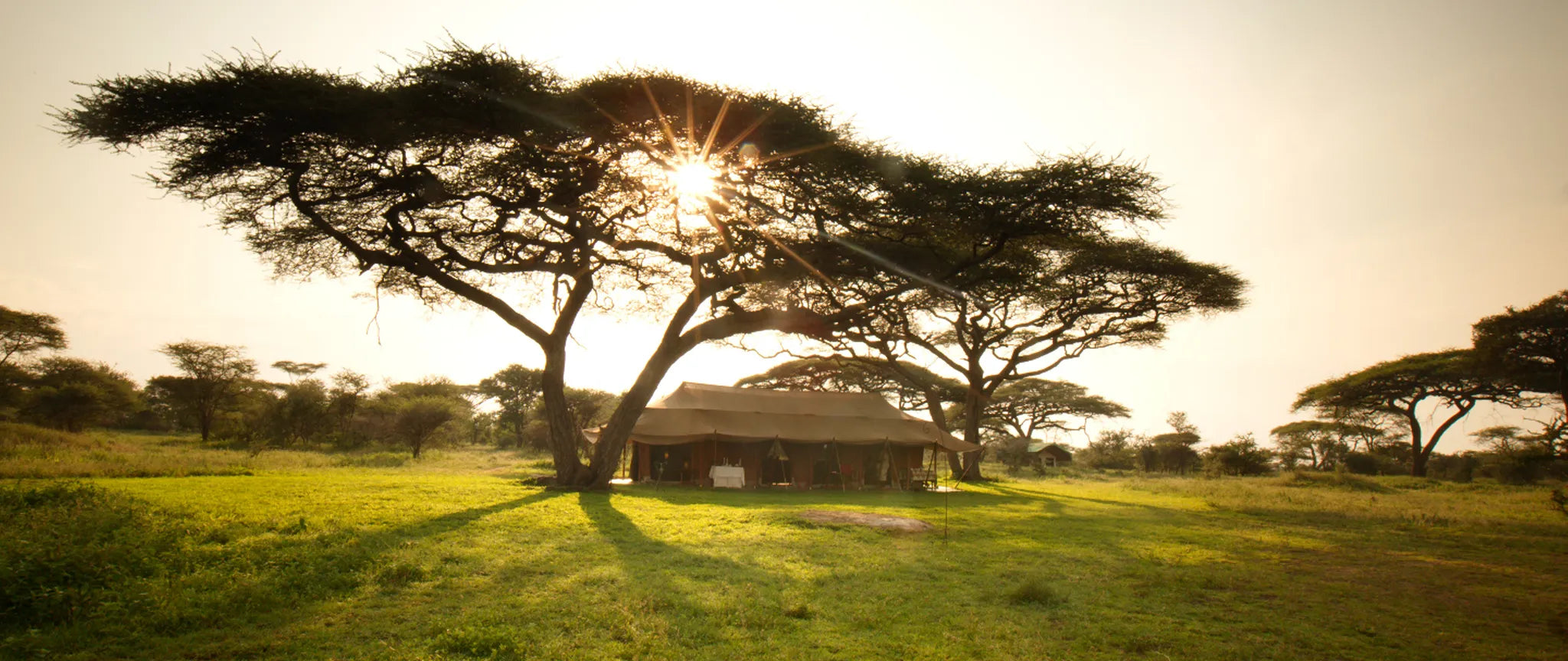 Sunrise through the tortilis at Serian's Serengeti Mobile Kusini, Southern Serengeti, Tanzania.