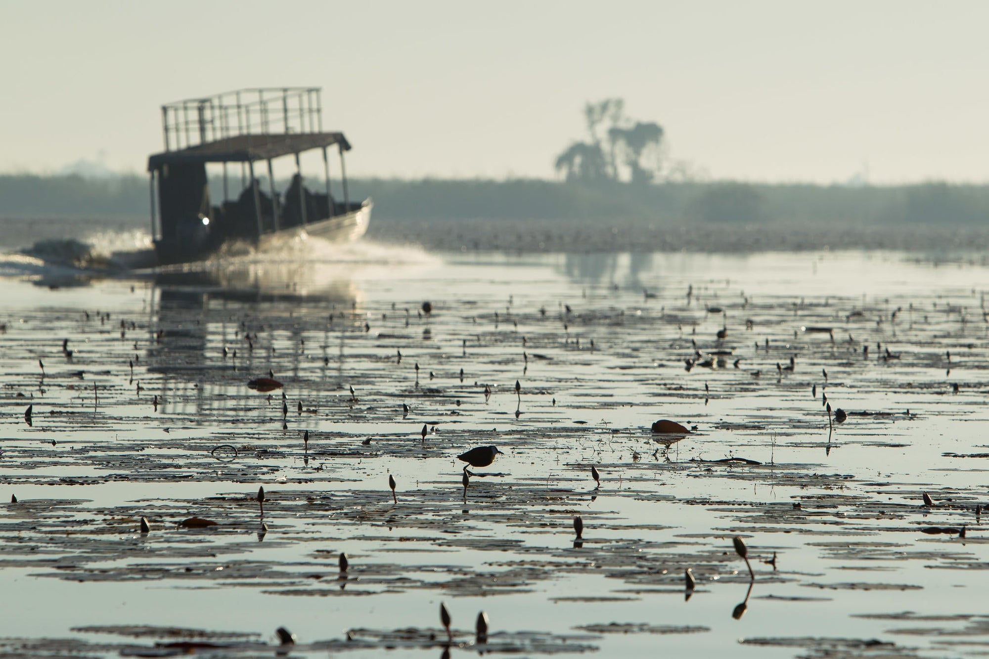 Full day exploring the Delta gallery image 9