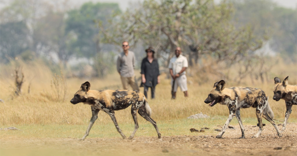 Walking Safari