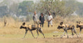 Walking Safari