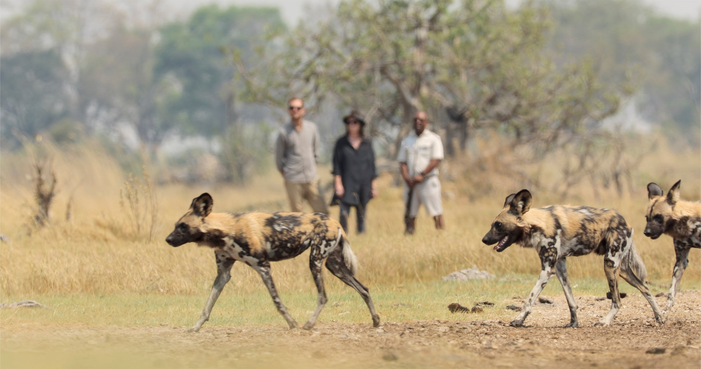 Walking Safari