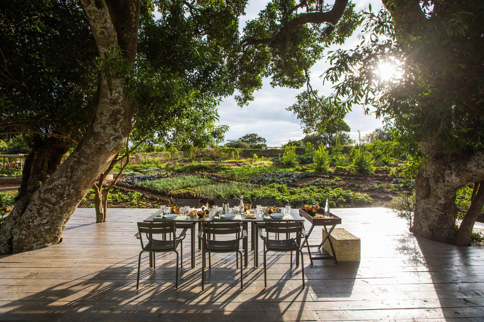 The Shamba