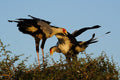 Birding gallery image 1
