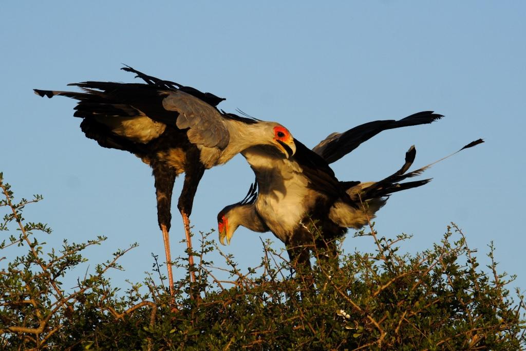 Birding