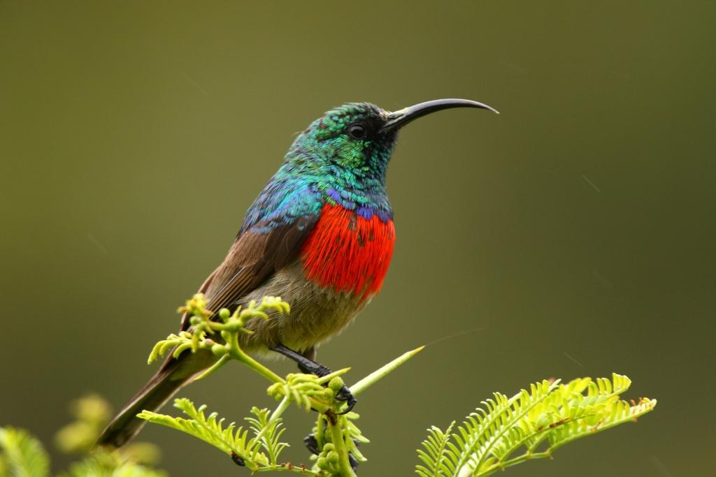 Birding