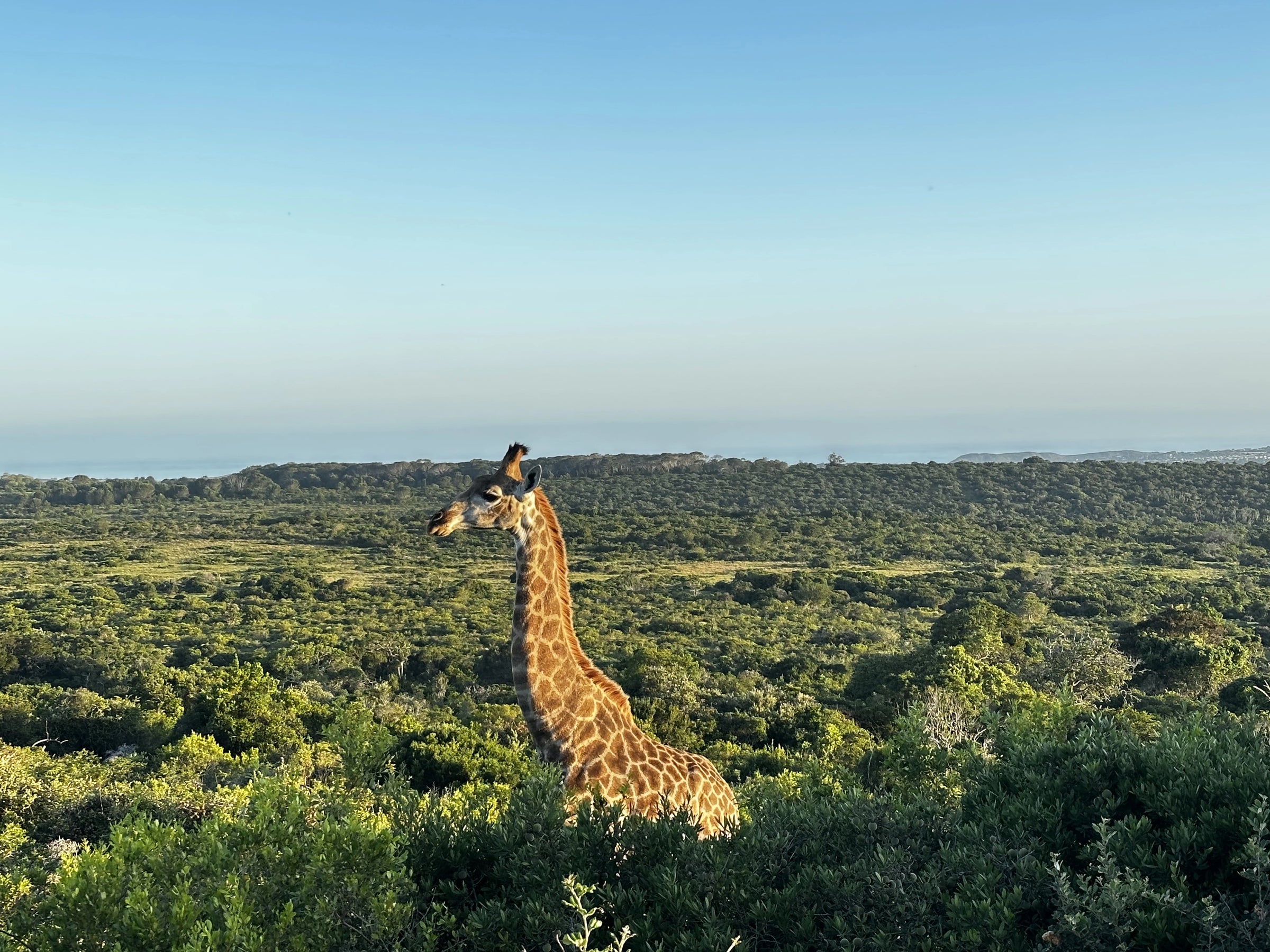 Sibuya Bush Lodge