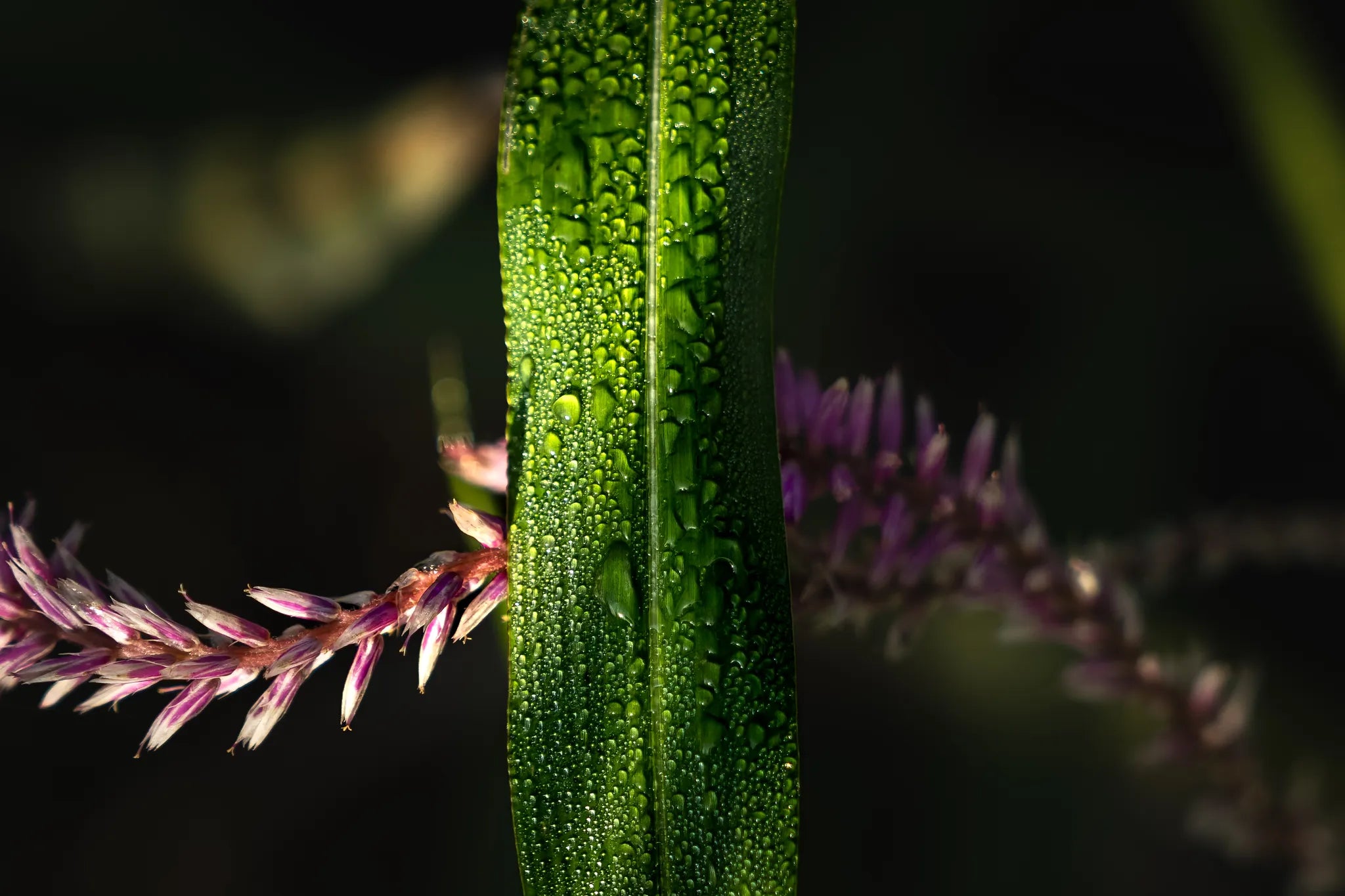 Singita Elela_flower at Singita Elela, Okavango Delta, Botswana.