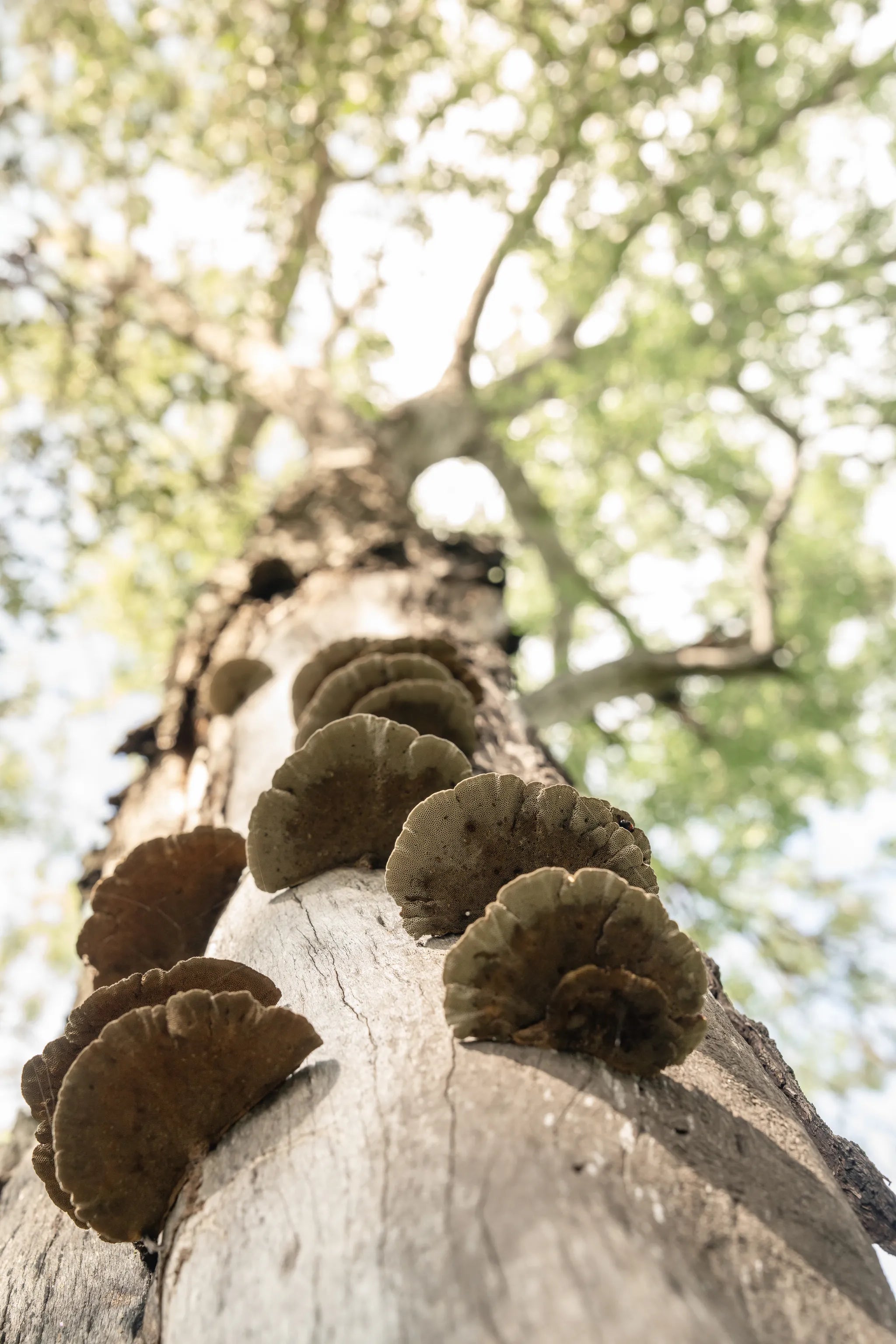 Singita Elela_Fungus_Mushrooms at Singita Elela, Okavango Delta, Botswana.
