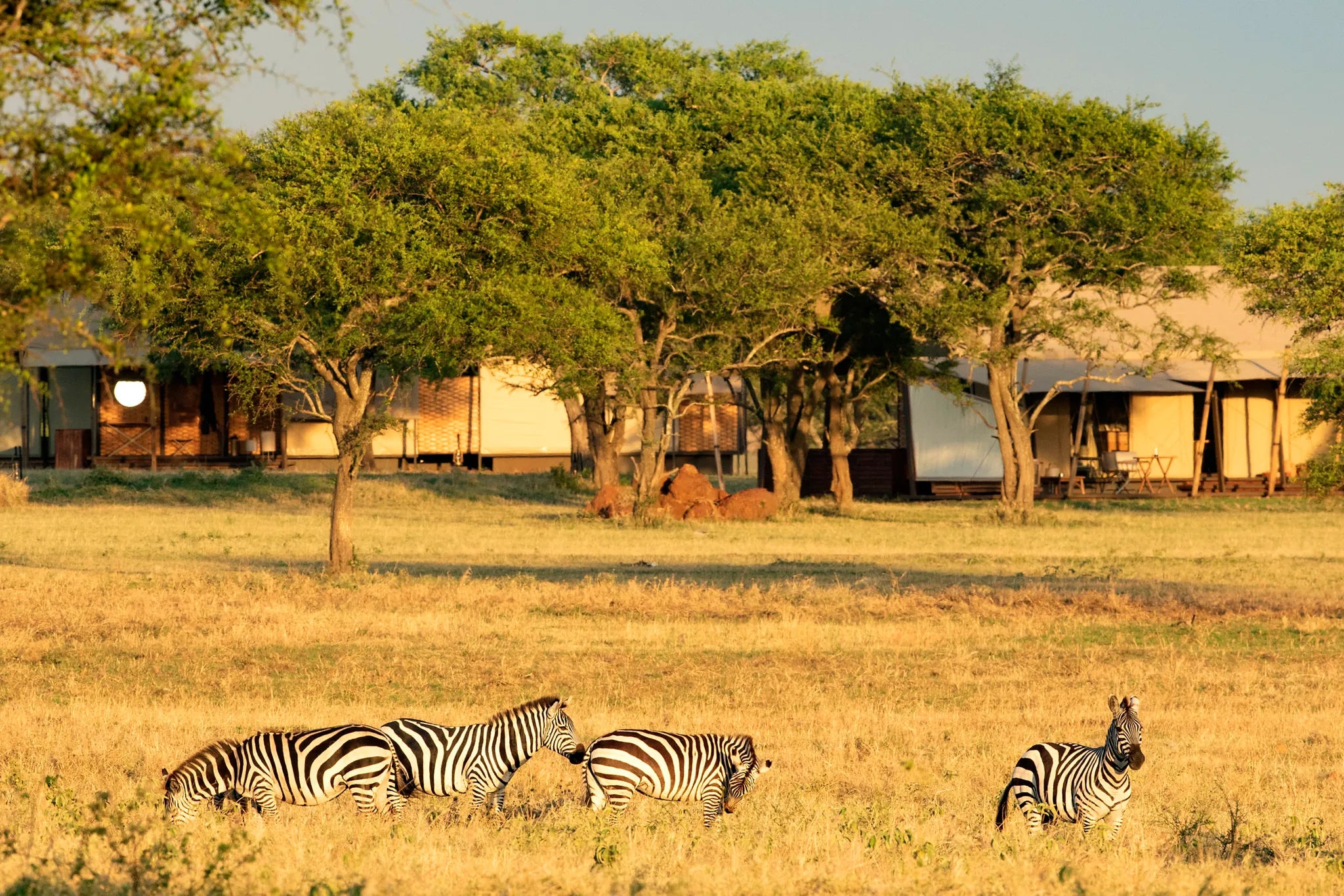Sabora Tented Camp Zebra at Singita Sabora Tented Camp, Singita Serengeti Grumeti, Tanzania.
