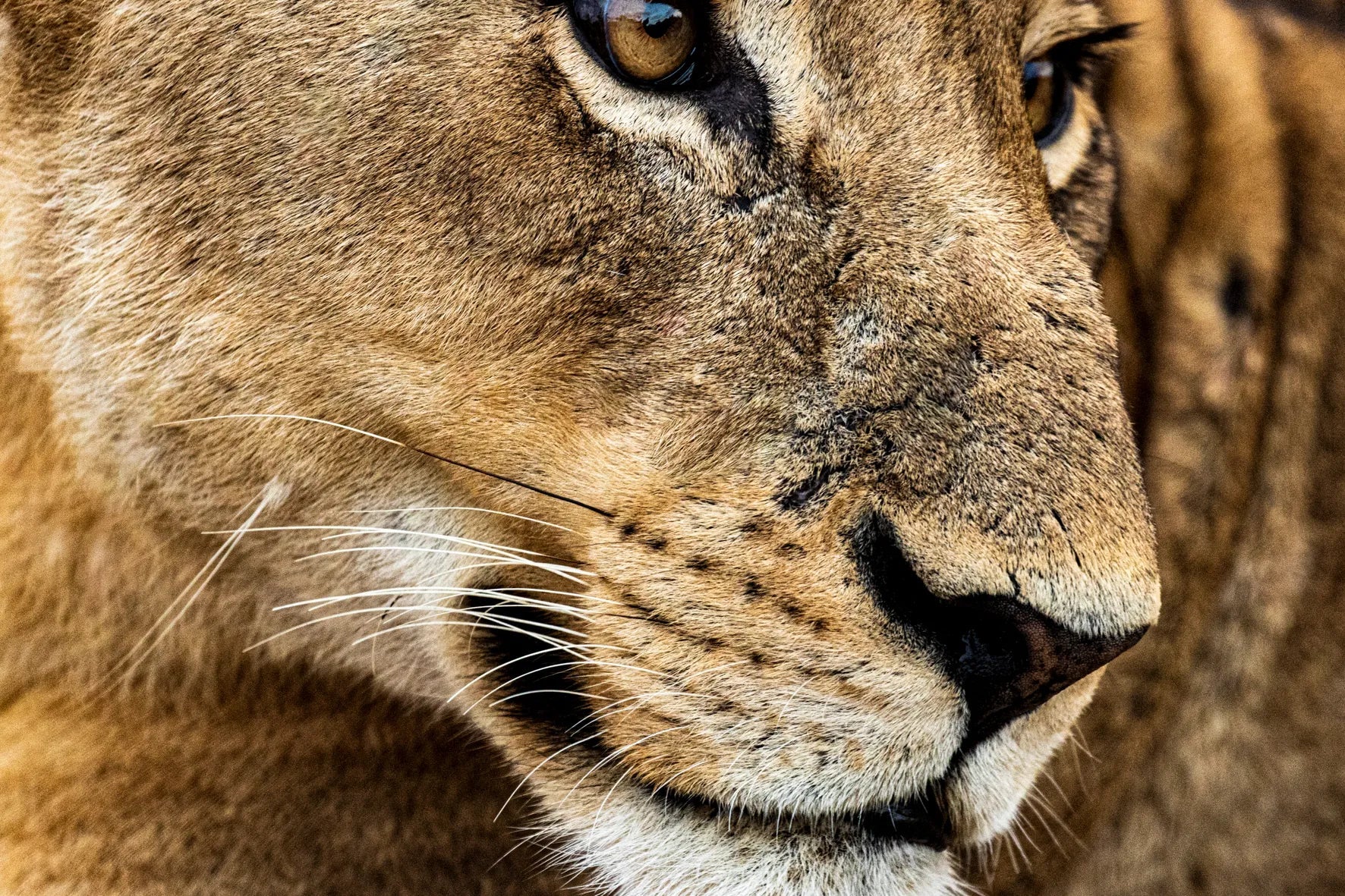 Singita Sweni Lodge at Singita Sweni Lodge, Kruger National Park, South Africa.