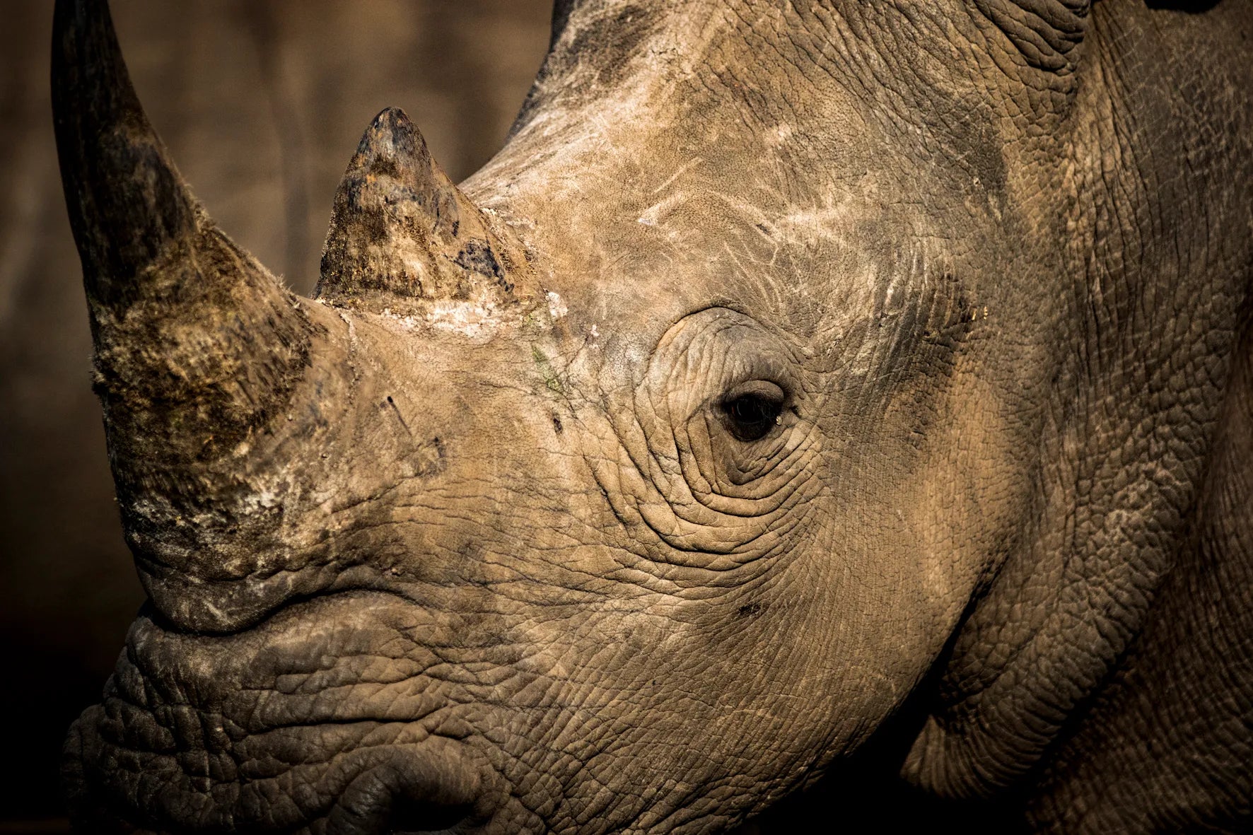 Singita Sweni Lodge at Singita Sweni Lodge, Kruger National Park, South Africa.