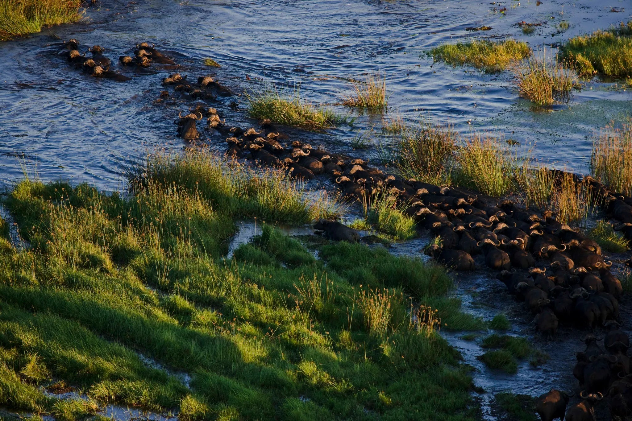 Herd of Buffalo in the channels close to camp at Sitatunga Private Island, Ng12 Concession, Botswana.