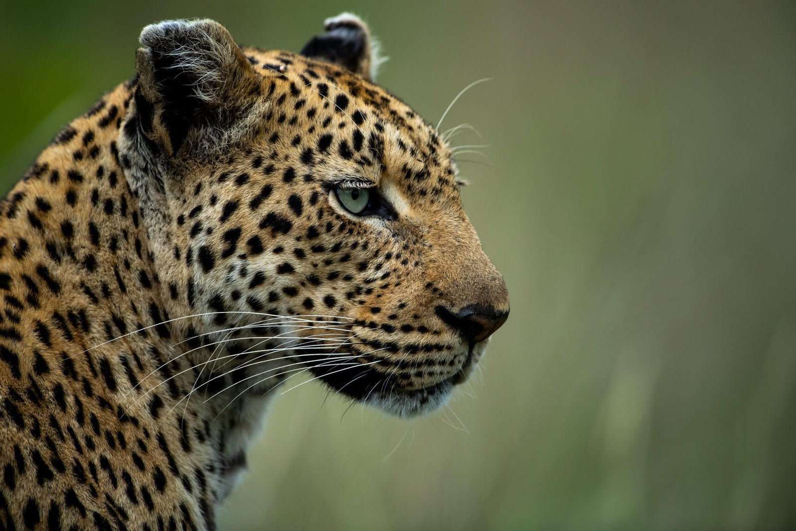 Game drives