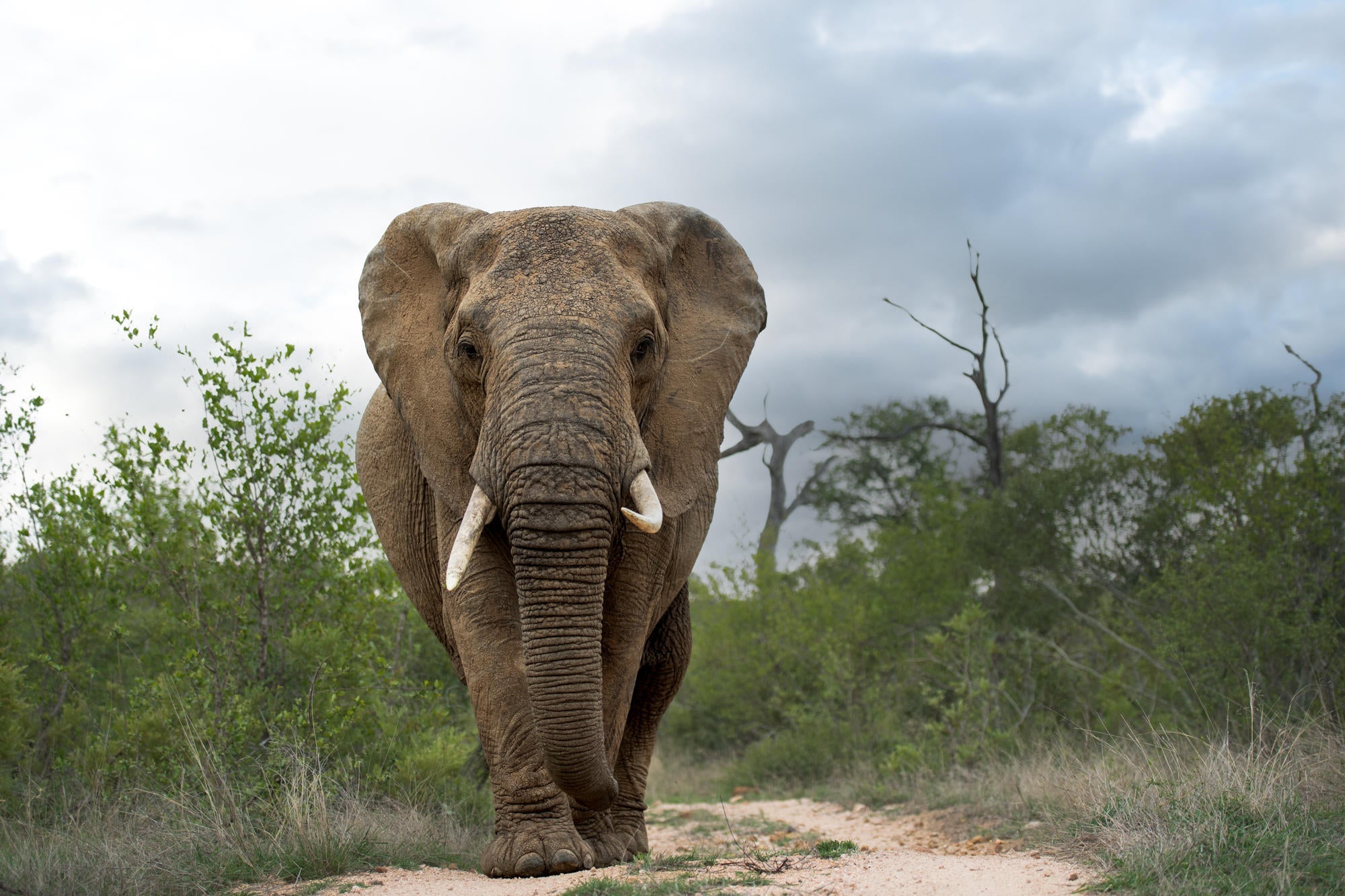 Game drives gallery image 3