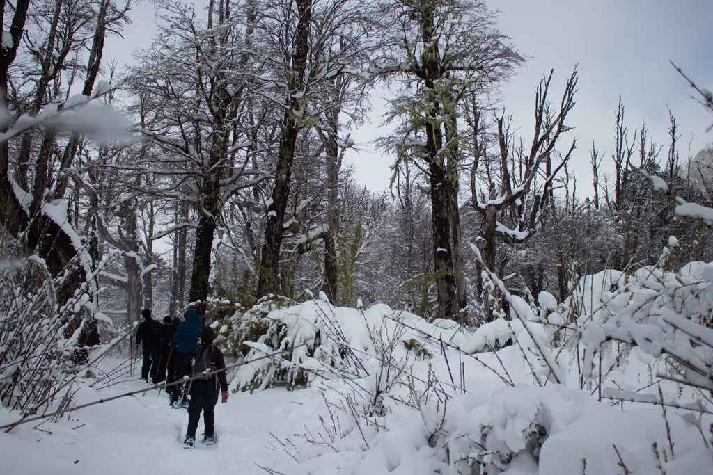 Snowshoeing gallery image 4