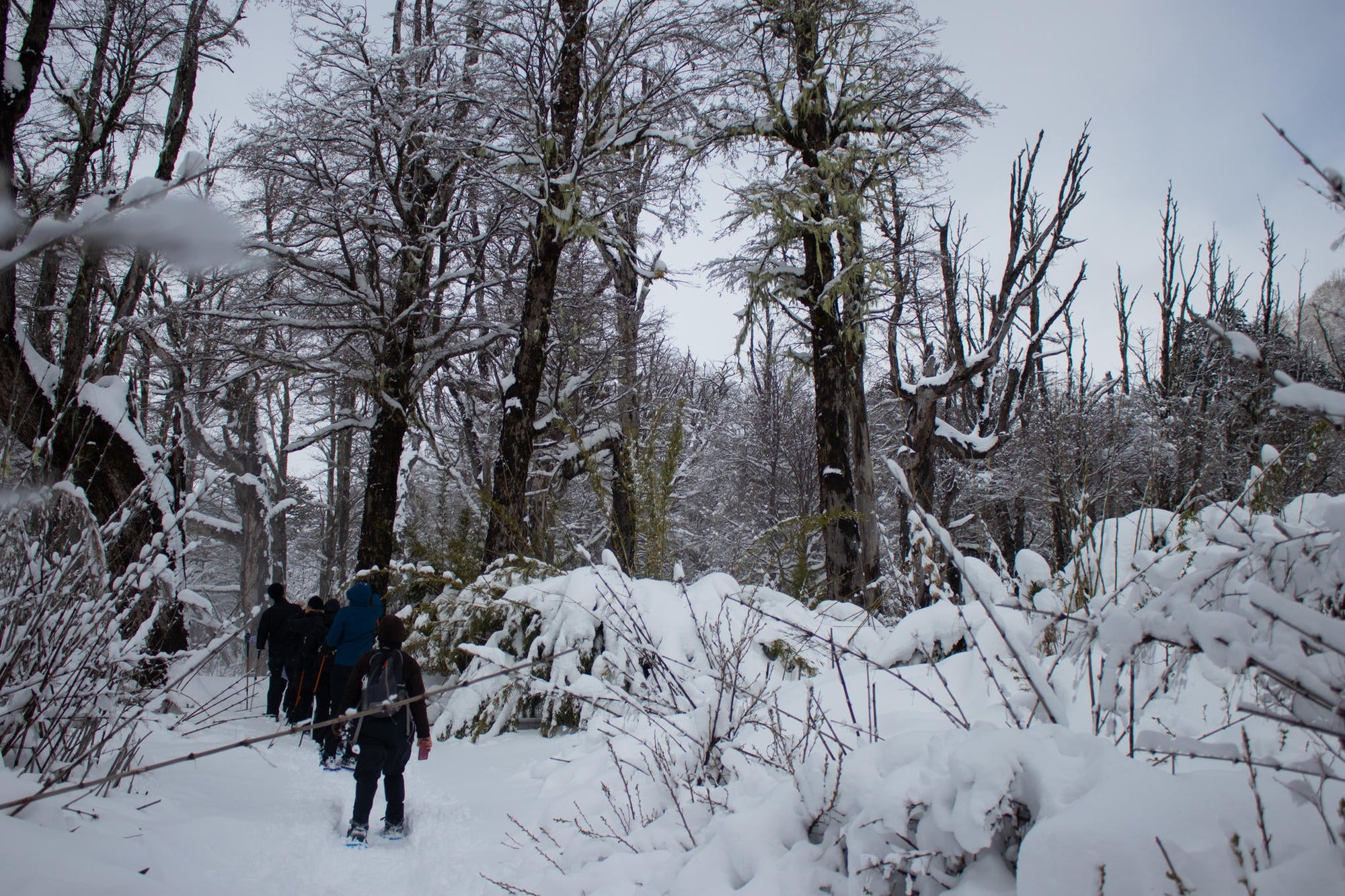 Snowshoeing gallery image 4