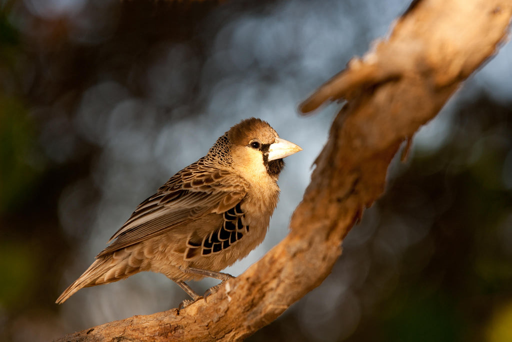 Wilderness Little Kulala – Nature Drives gallery image 3