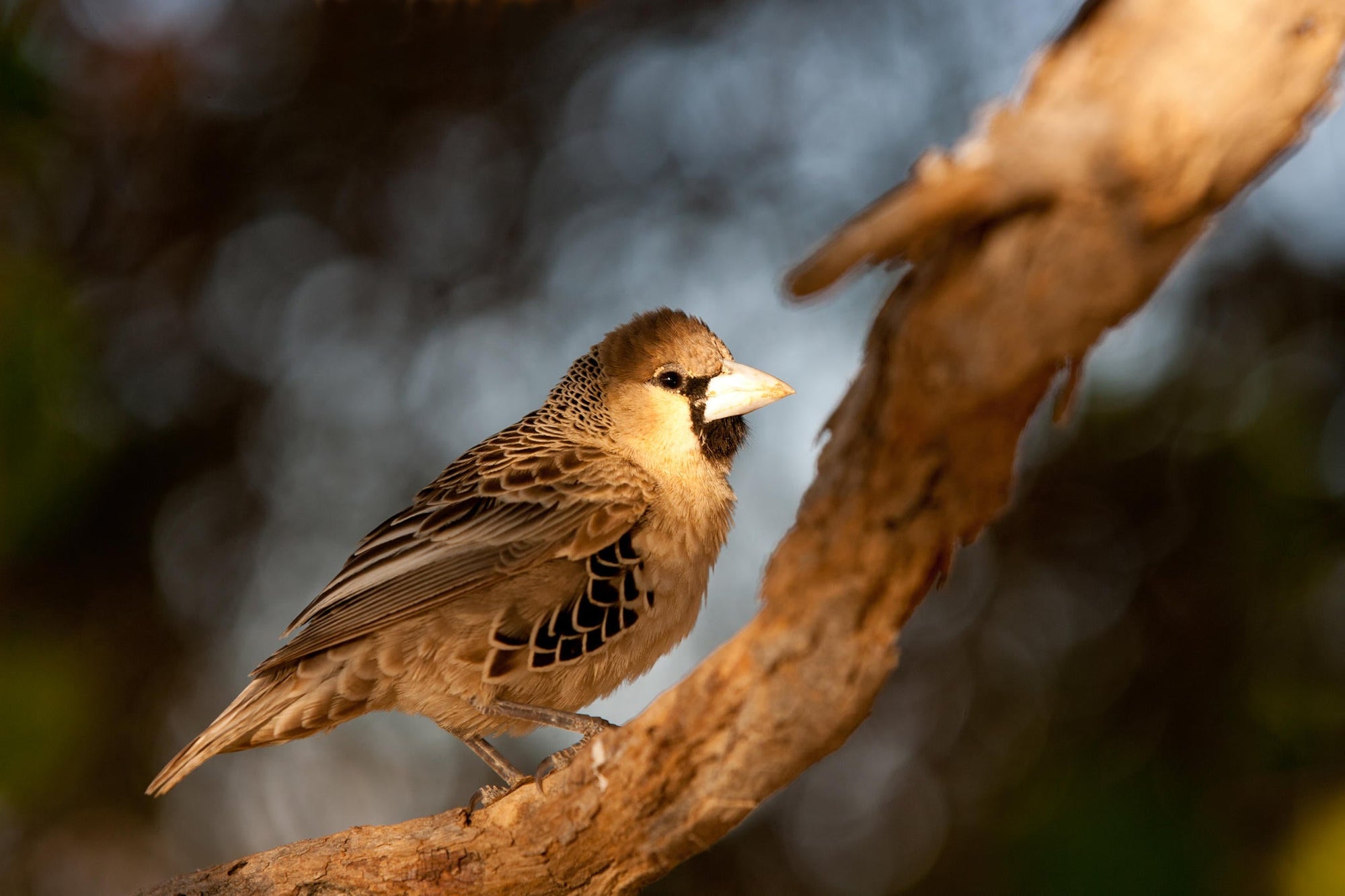 Wilderness Little Kulala – Nature Drives gallery image 3