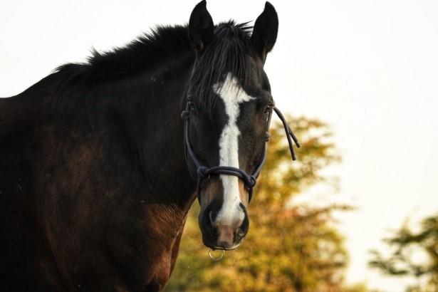 Chundukwa Horse Trails gallery image 5