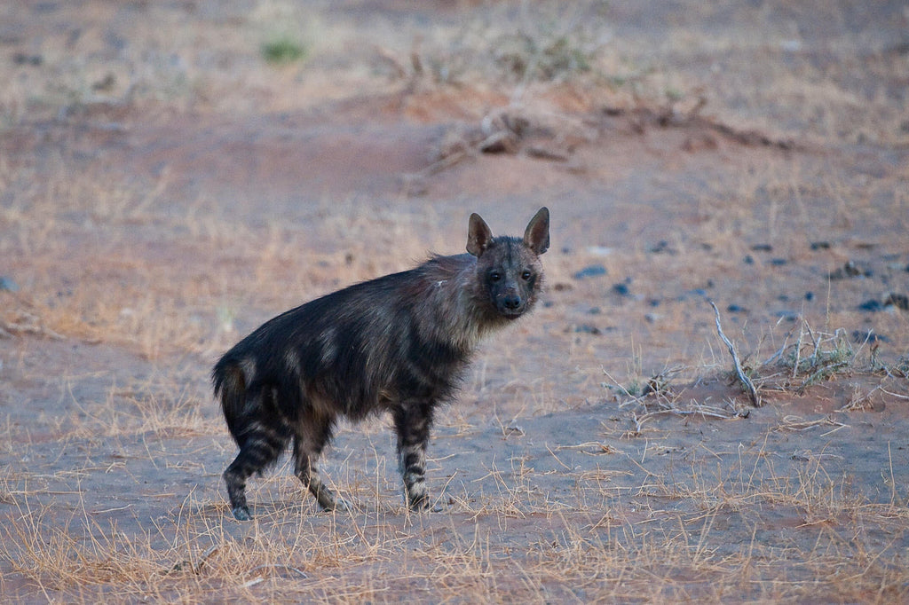 Wilderness Little Kulala – Nature Drives gallery image 8