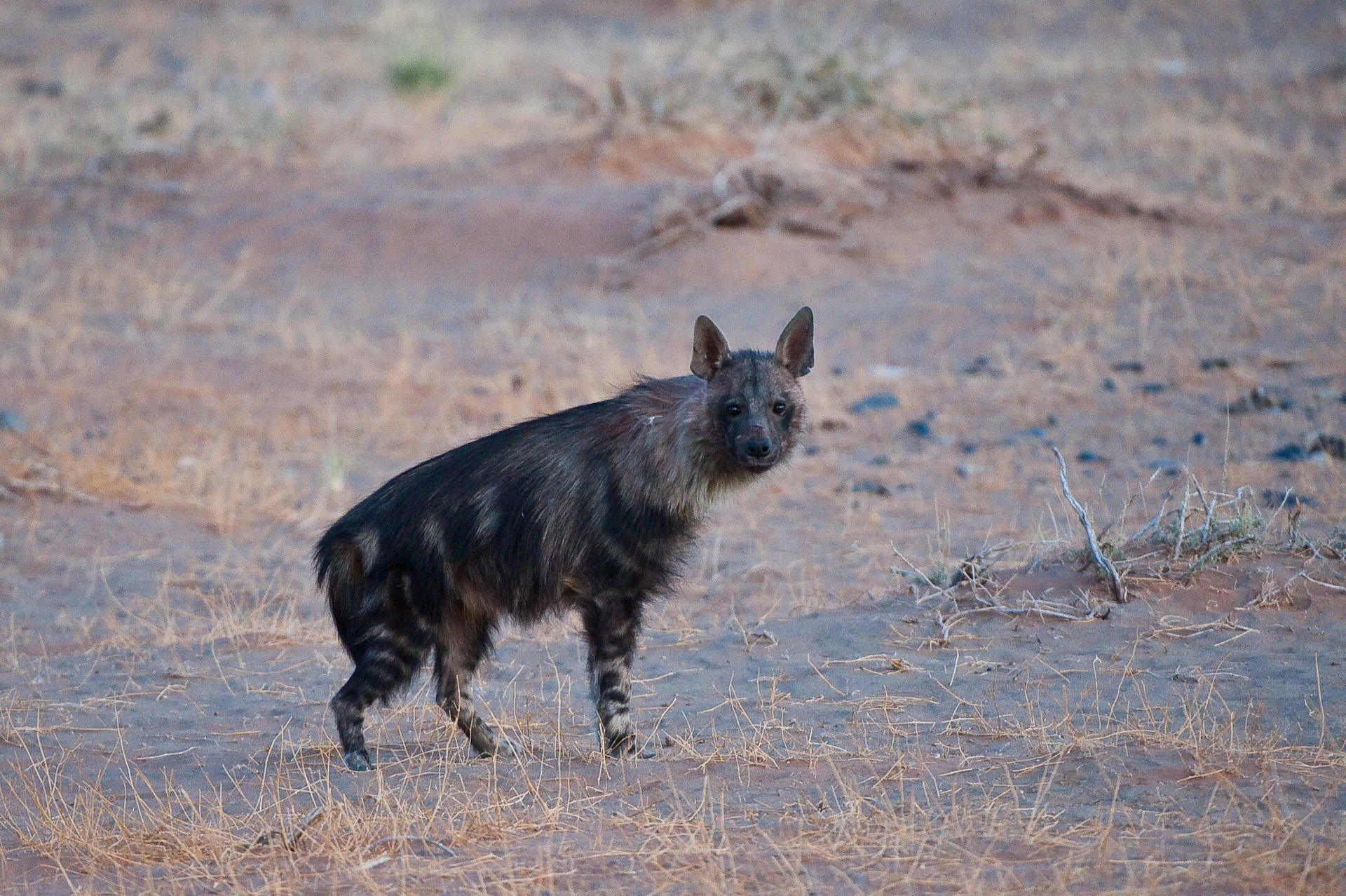 Wilderness Little Kulala – Nature Drives gallery image 8
