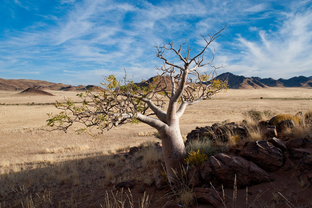 Wilderness Little Kulala – Nature Drives gallery image 5