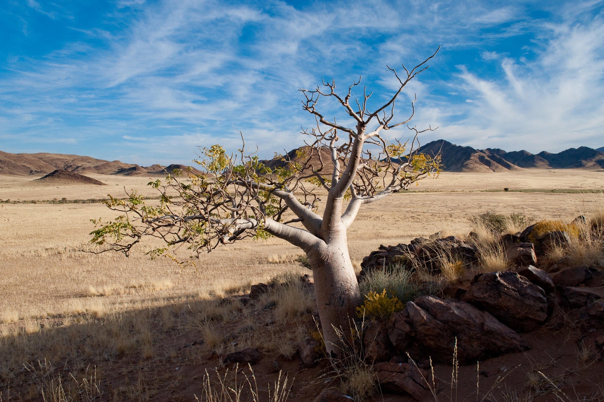 Wilderness Little Kulala – Nature Drives gallery image 5