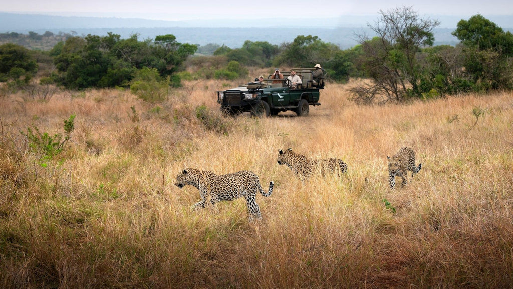 Game Drives (included)