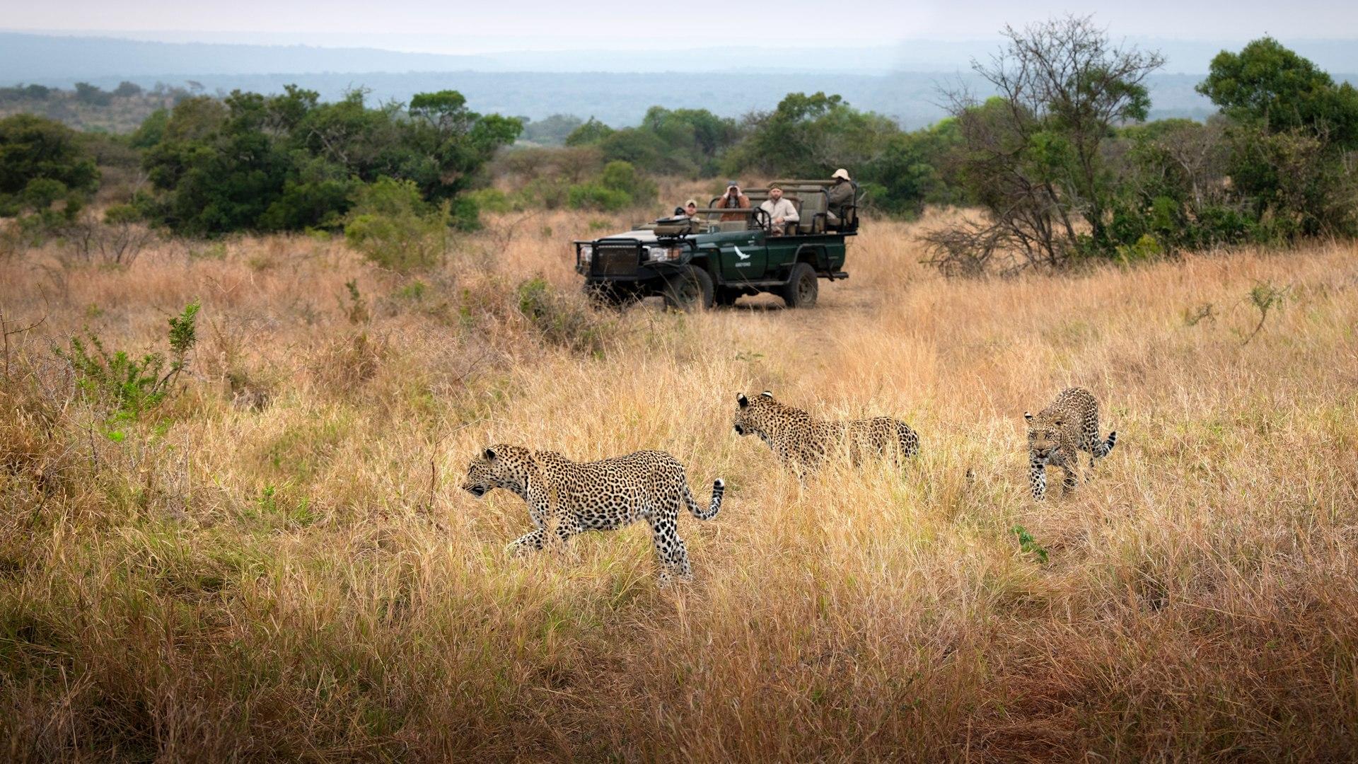 Game Drives (included)