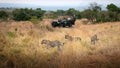 Game Drives (included)