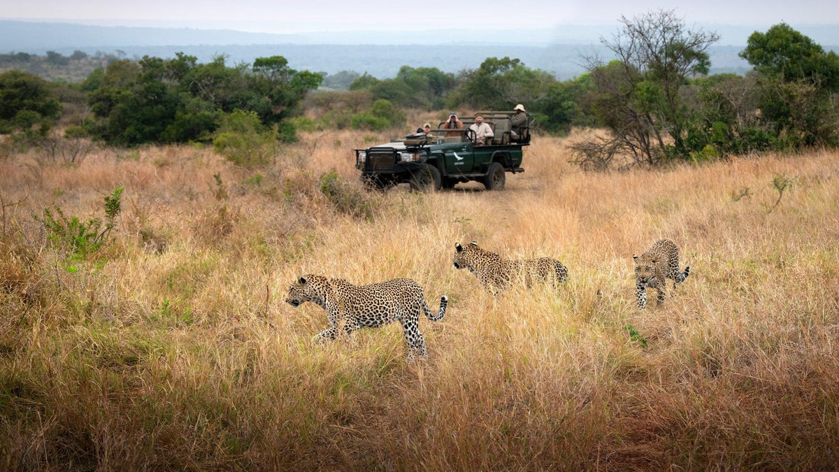 Game Drives (included)