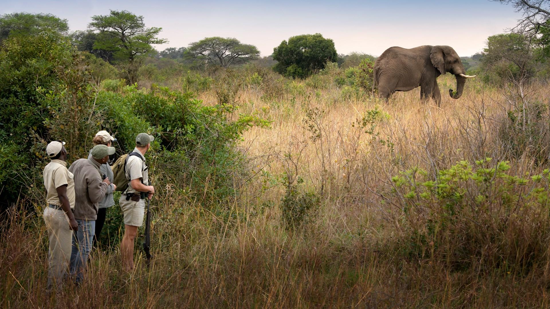 Interpretive Nature Walks and Big Game Viewing Walk  (Included; subject to the availability of a qualified guide)