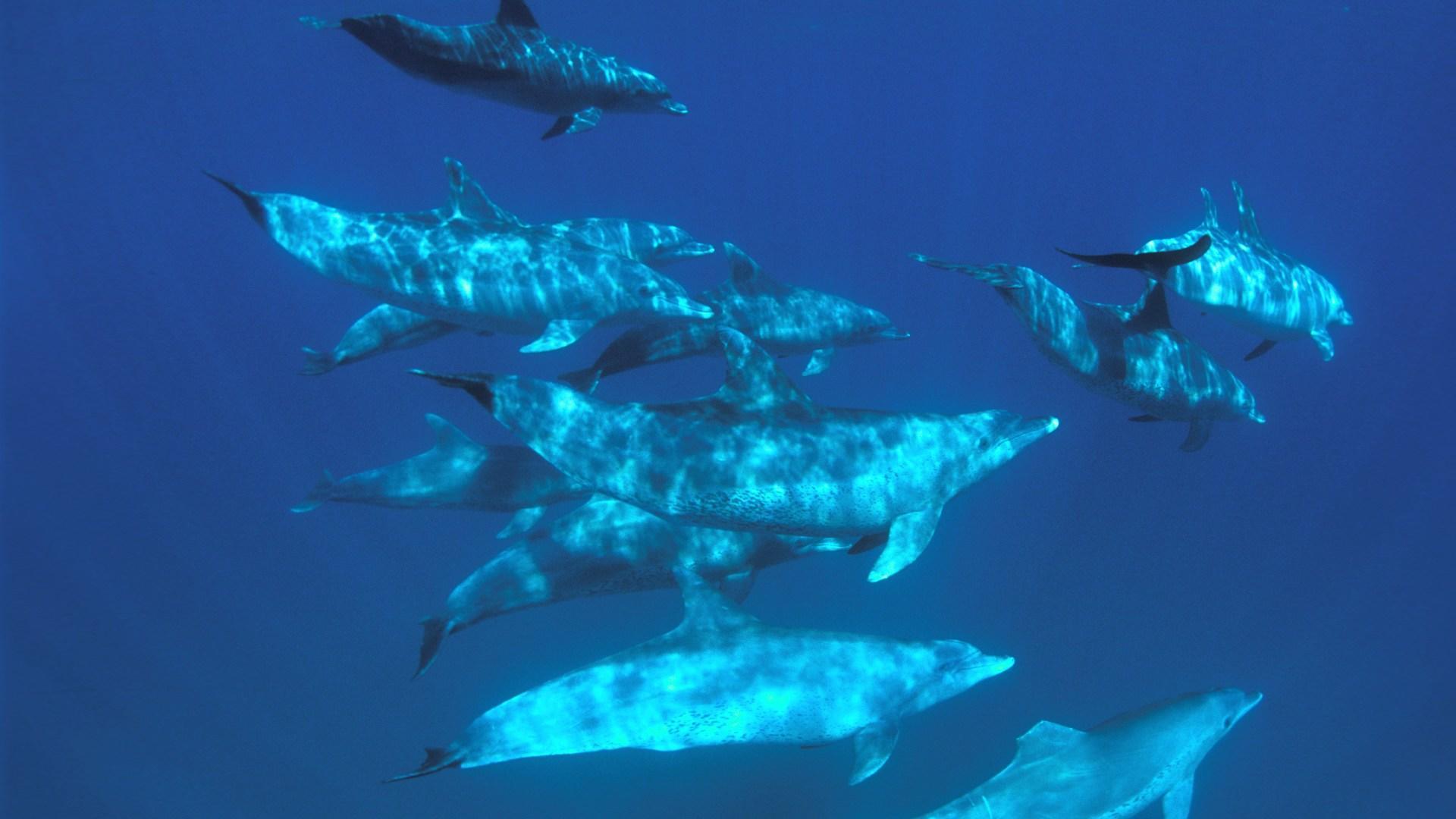 Ocean safari (additional cost) gallery image 3