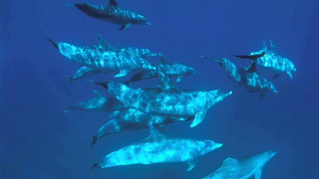 Ocean safari (additional cost) gallery image 3