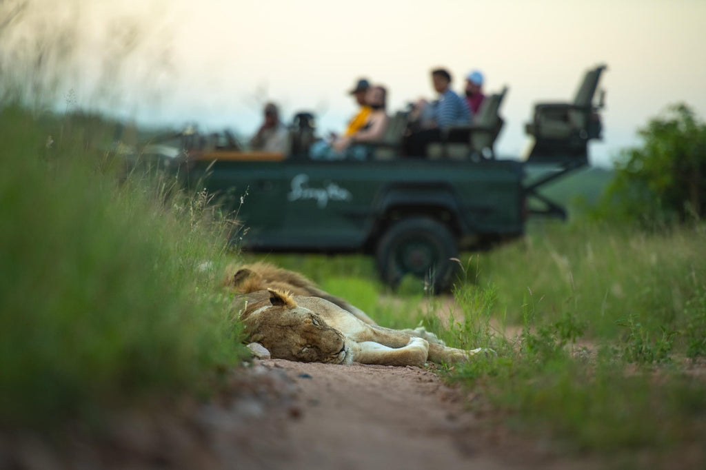 Game drives gallery image 4