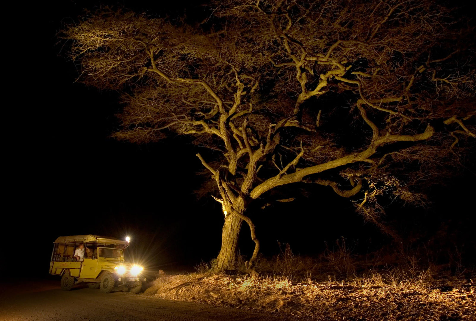 Night game drive