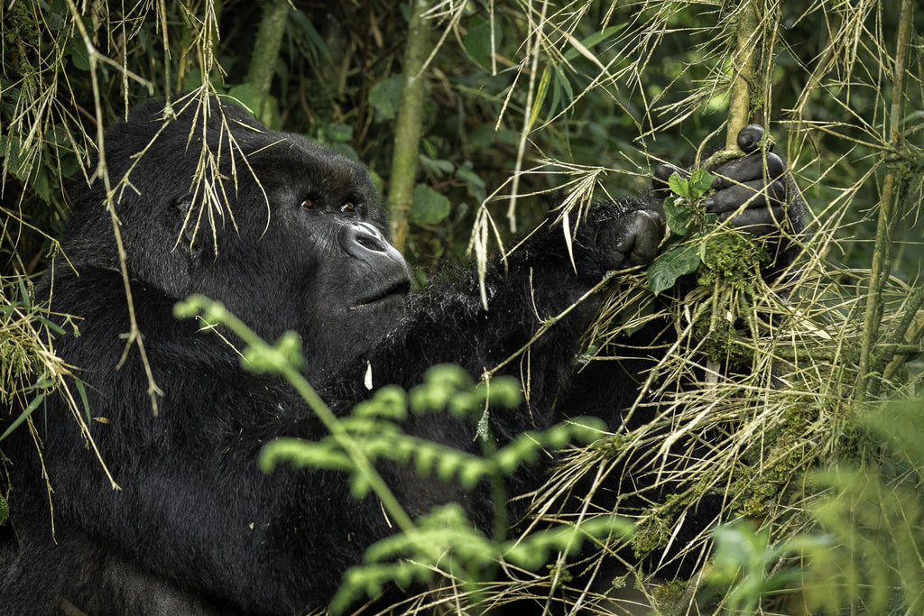 Wilderness Sabyinyo – Gorilla Trekking * gallery image 5