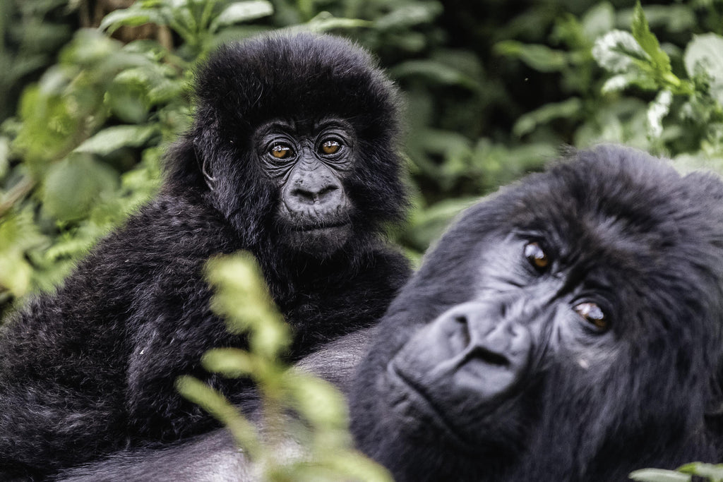 Wilderness Sabyinyo – Gorilla Trekking * gallery image 4