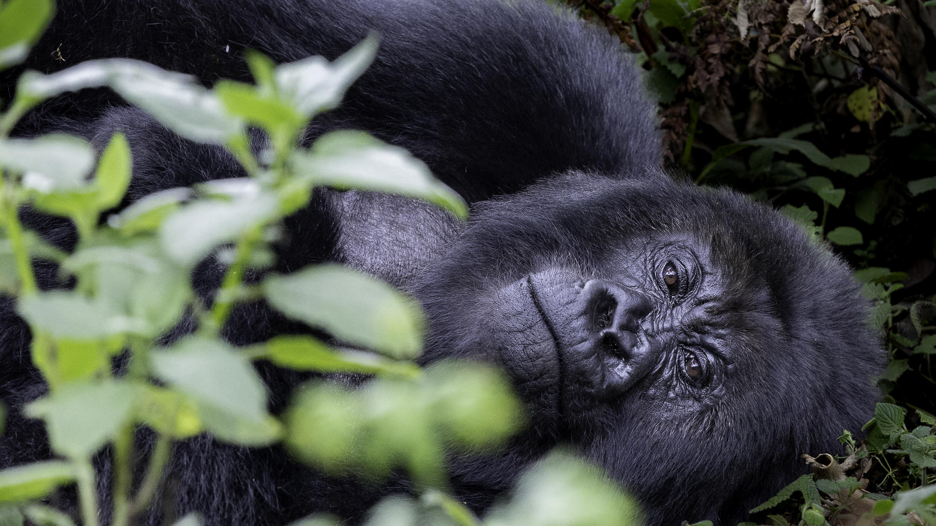 Wilderness Sabyinyo – Gorilla Trekking * gallery image 2