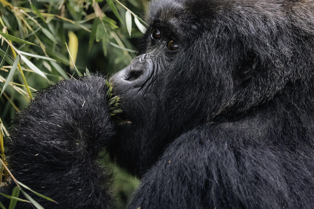 Wilderness Sabyinyo – Gorilla Trekking * gallery image 3